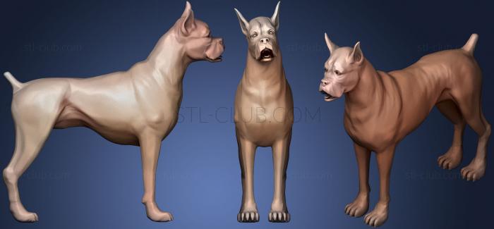 3D model Dog Boxer D (STL)